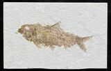 Knightia Fossil Fish - Wyoming #32913-1